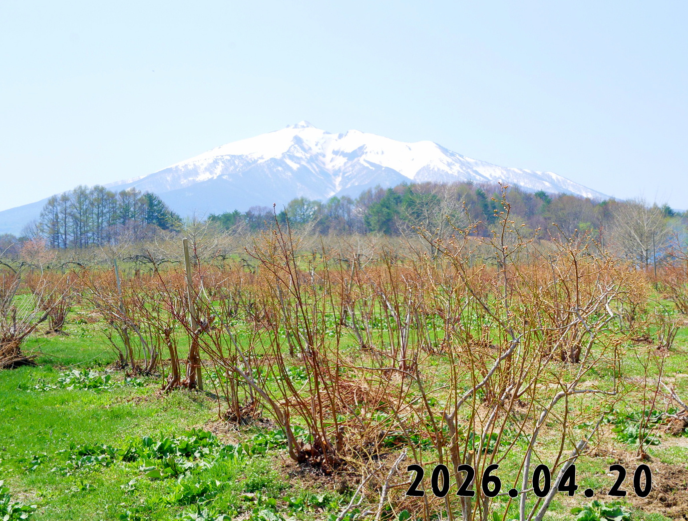 森の中の果樹園のブルーベリー