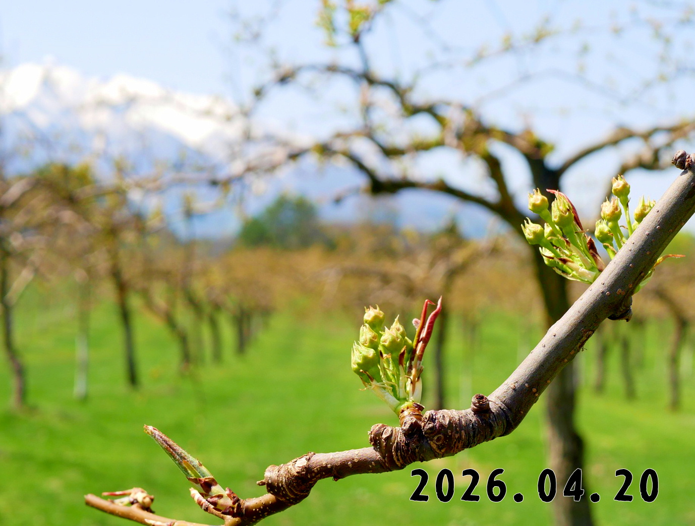 森の中の果樹園のナシ