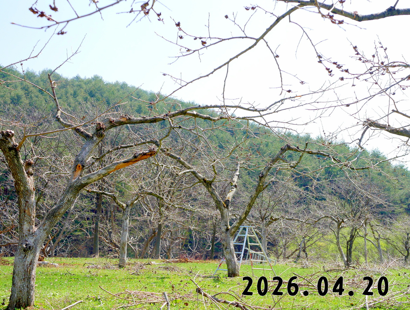 森の中の果樹園のカキ
