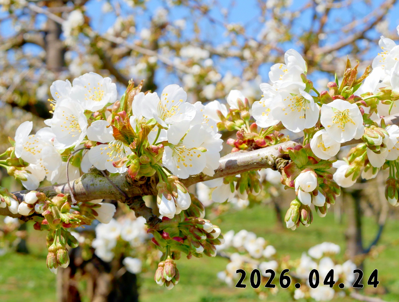 森の中の果樹園のサクランボ