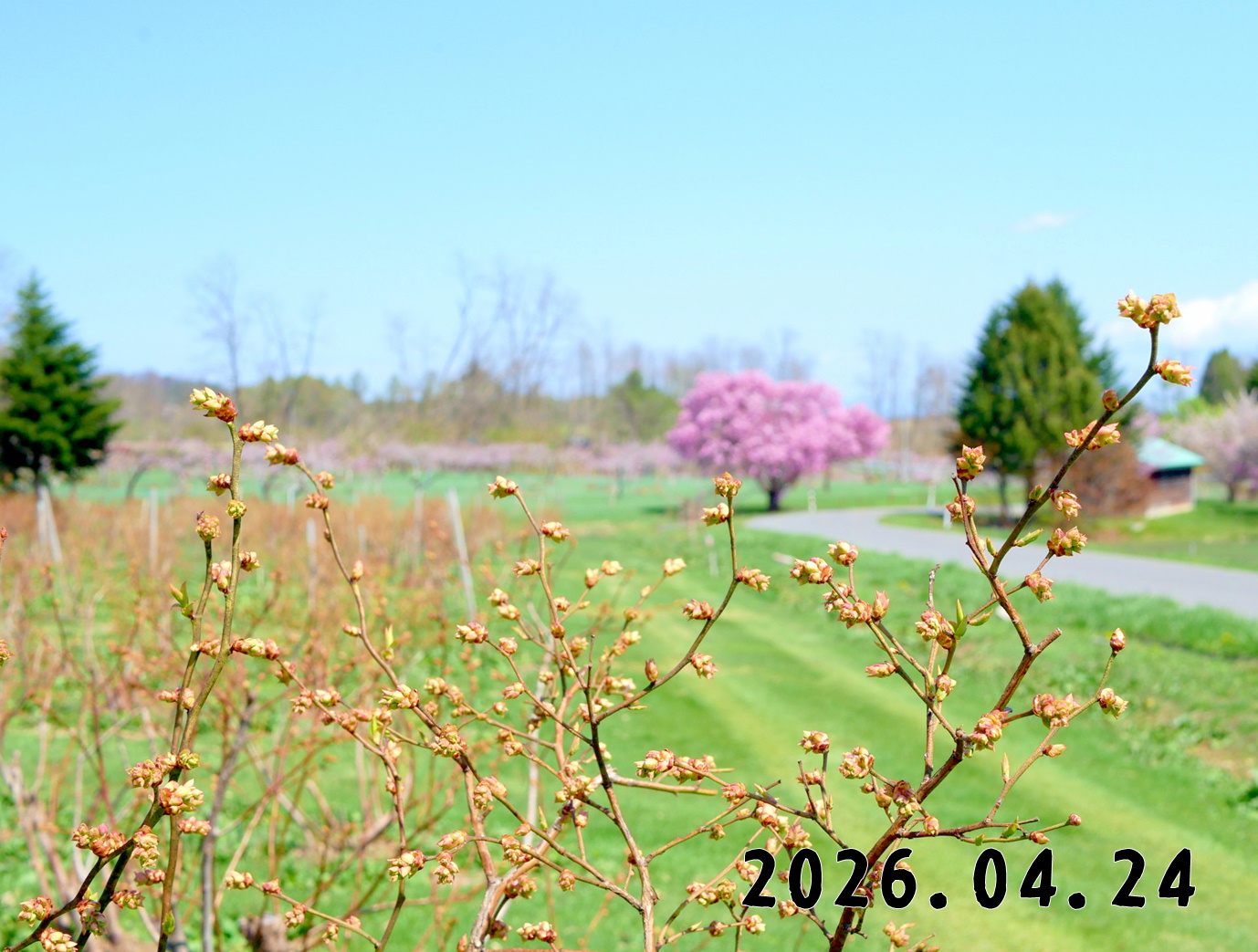 森の中の果樹園のブルーベリー畑