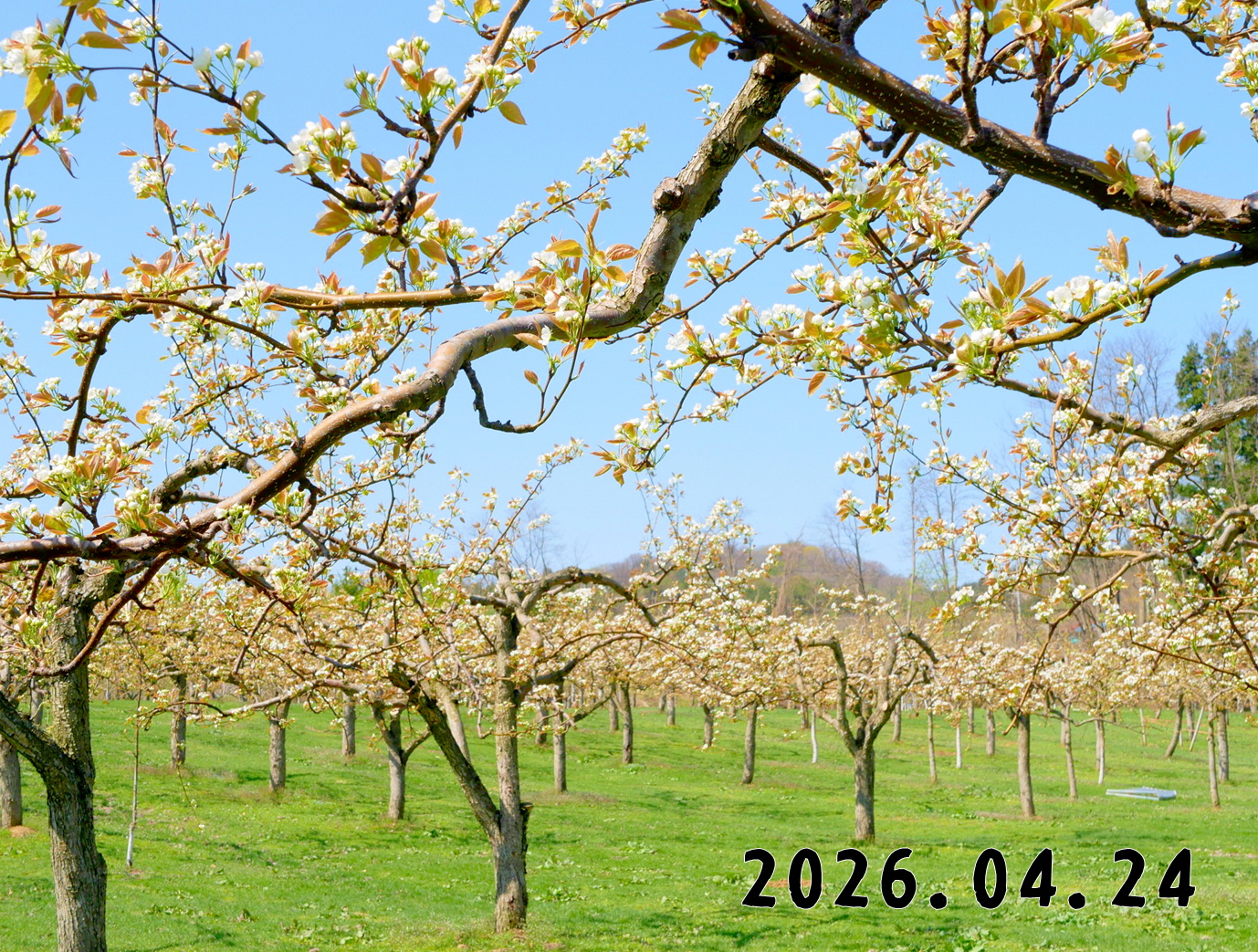 森の中の果樹園のナシ