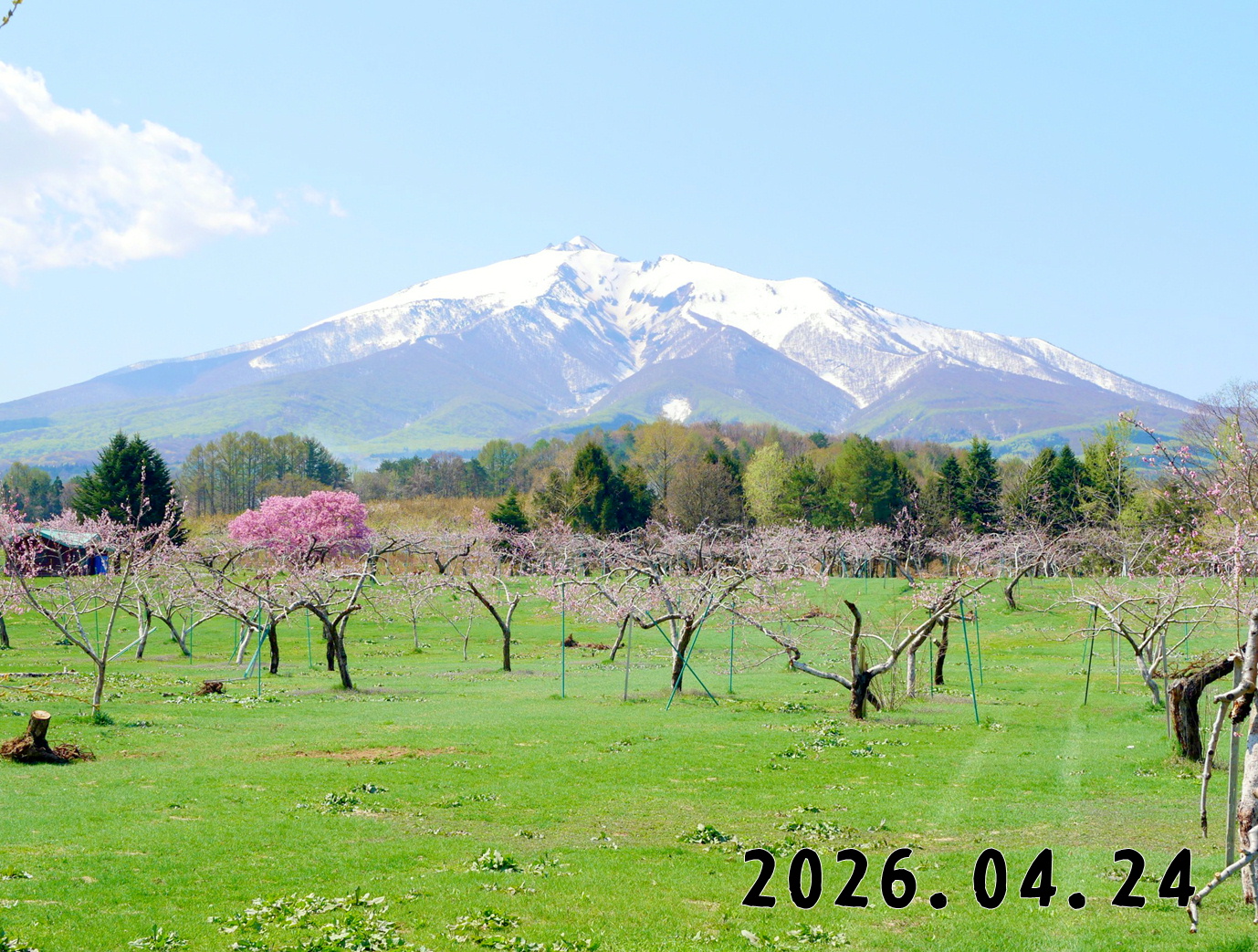 森の中の果樹園のくだもの狩り