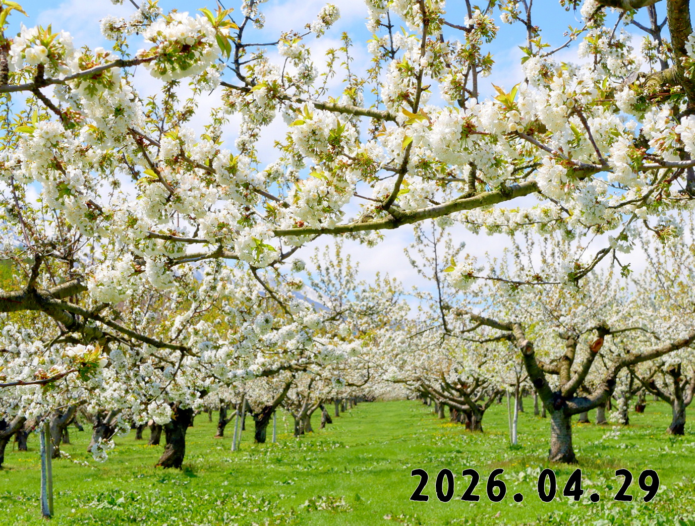 森の中の果樹園のサクランボ