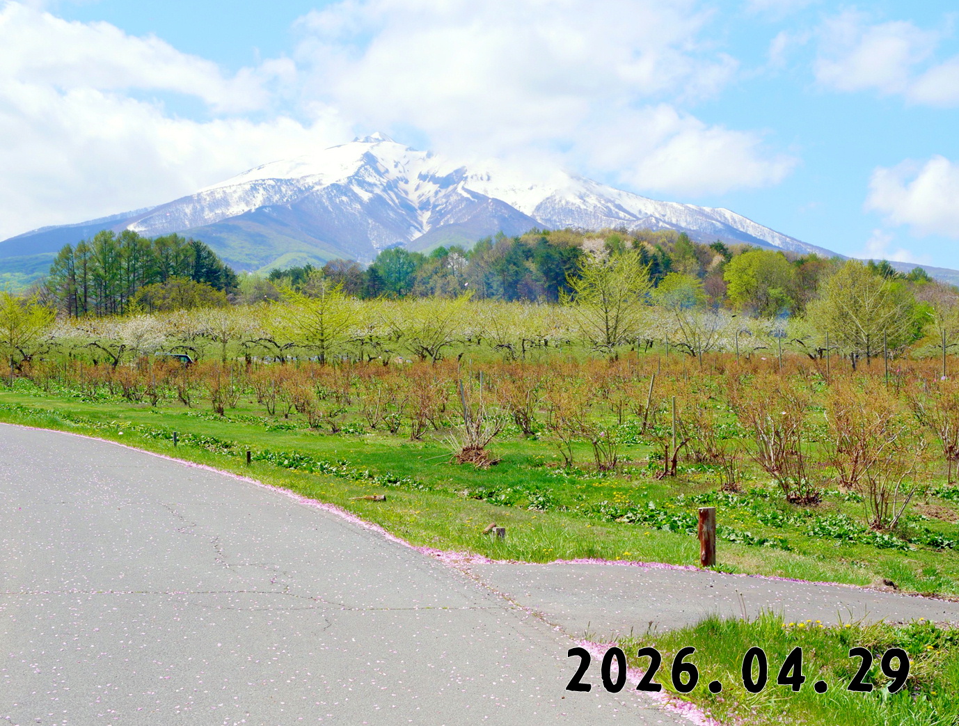 森の中の果樹園のブルーベリー