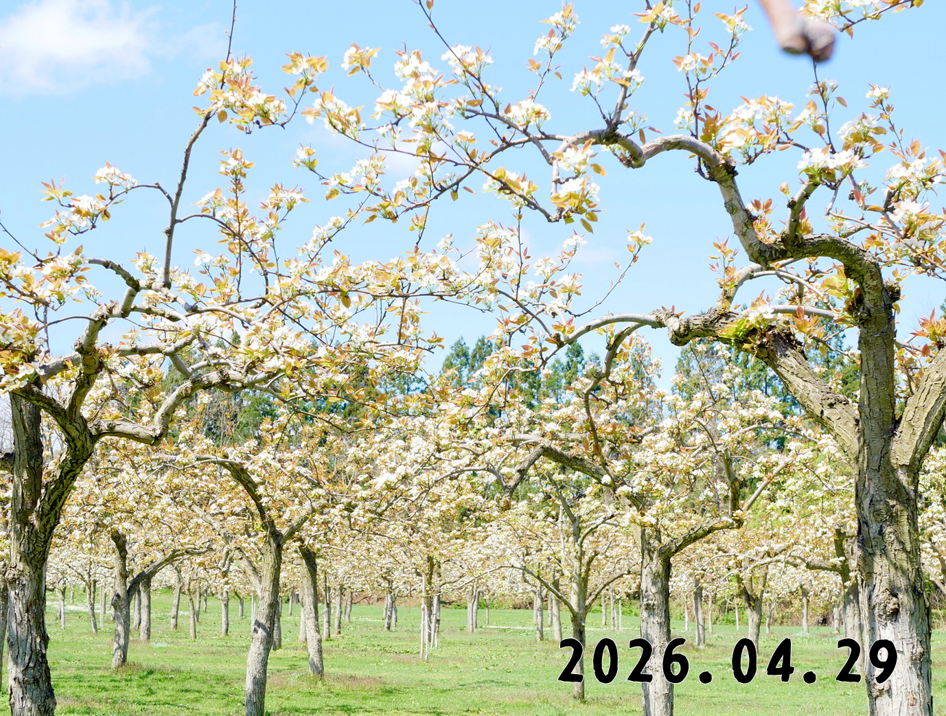 森の中の果樹園のナシ