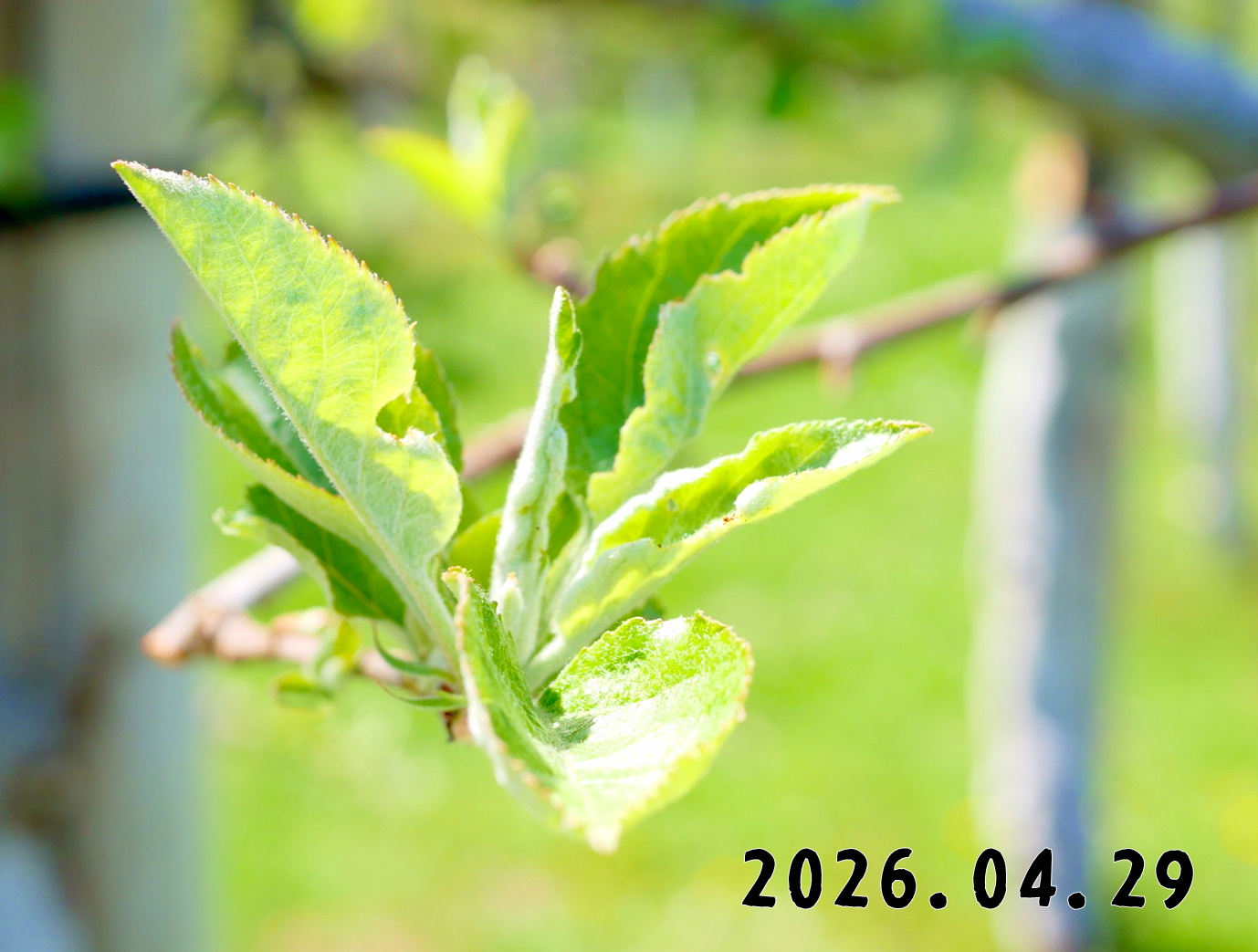 森の中の果樹園のリンゴ