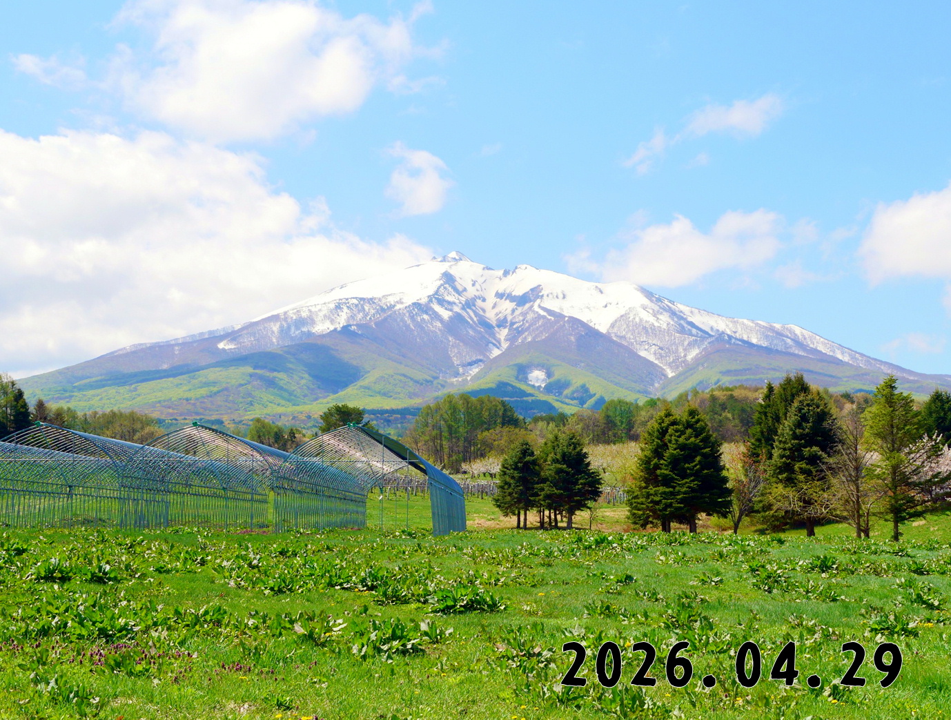 森の中の果樹園のくだもの狩り