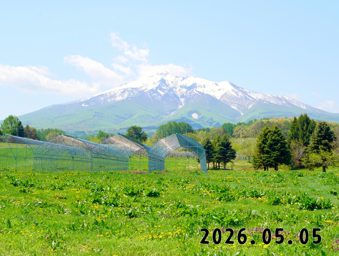 森の中の果樹園のくだもの狩り