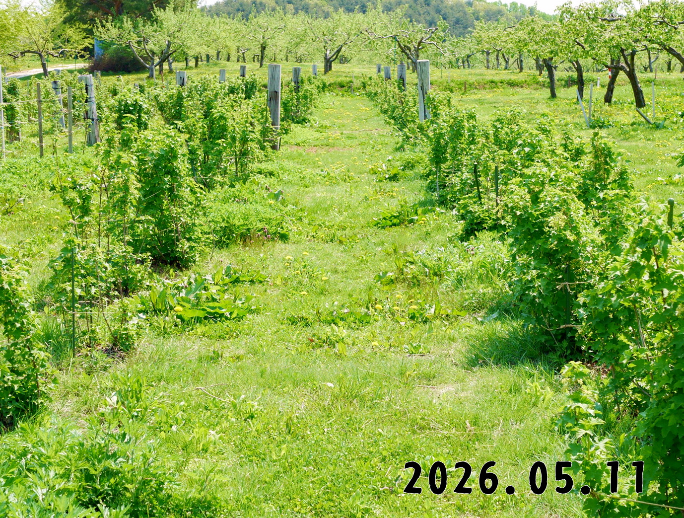 森の中の果樹園のすぐり