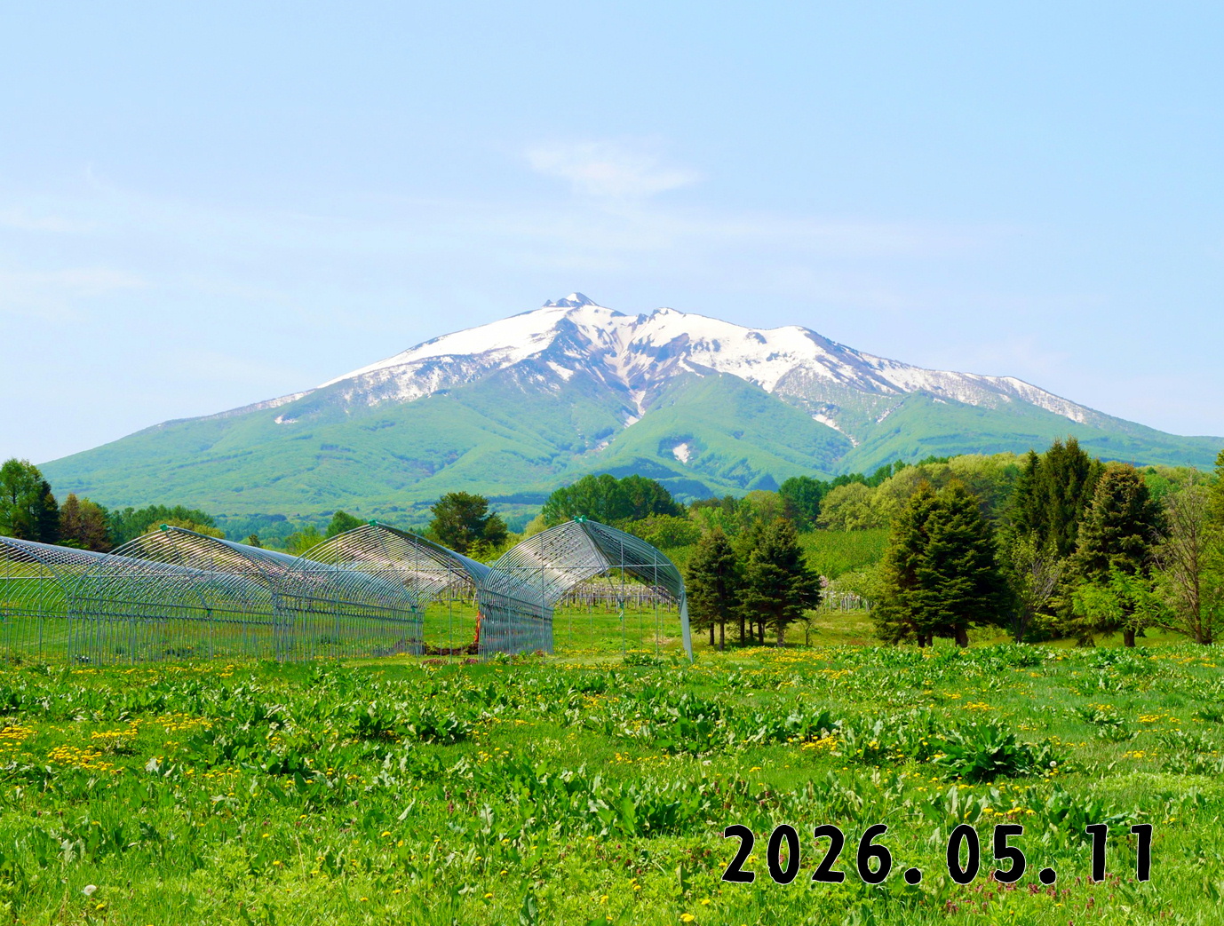 森の中の果樹園のくだもの狩り