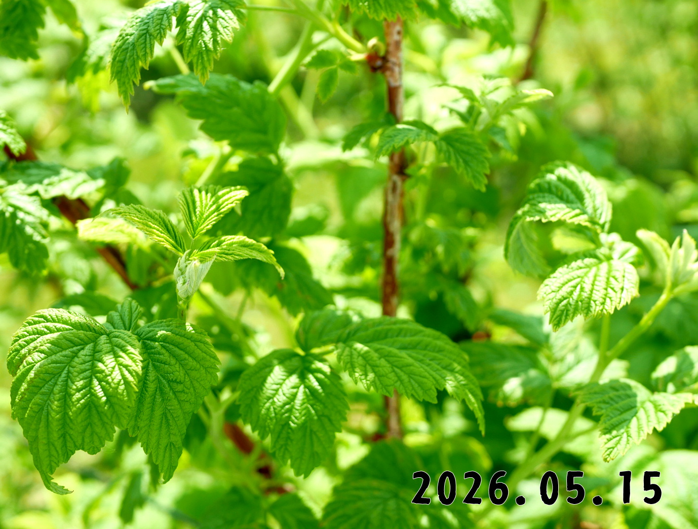 森の中の果樹園のラズベリー