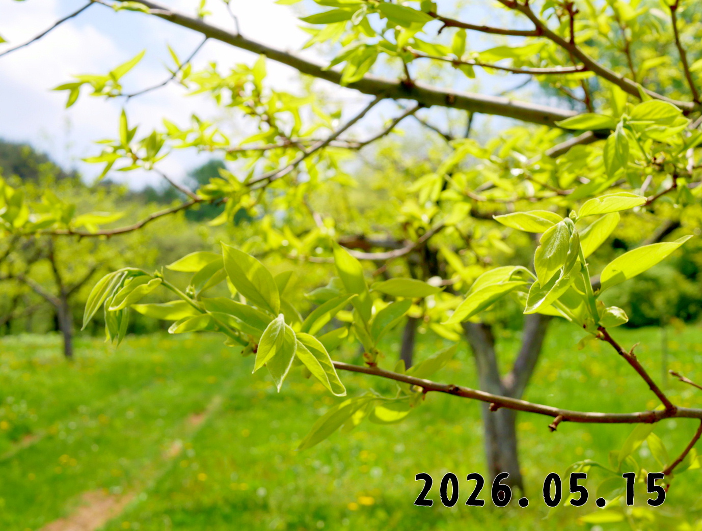 森の中の果樹園のカキ