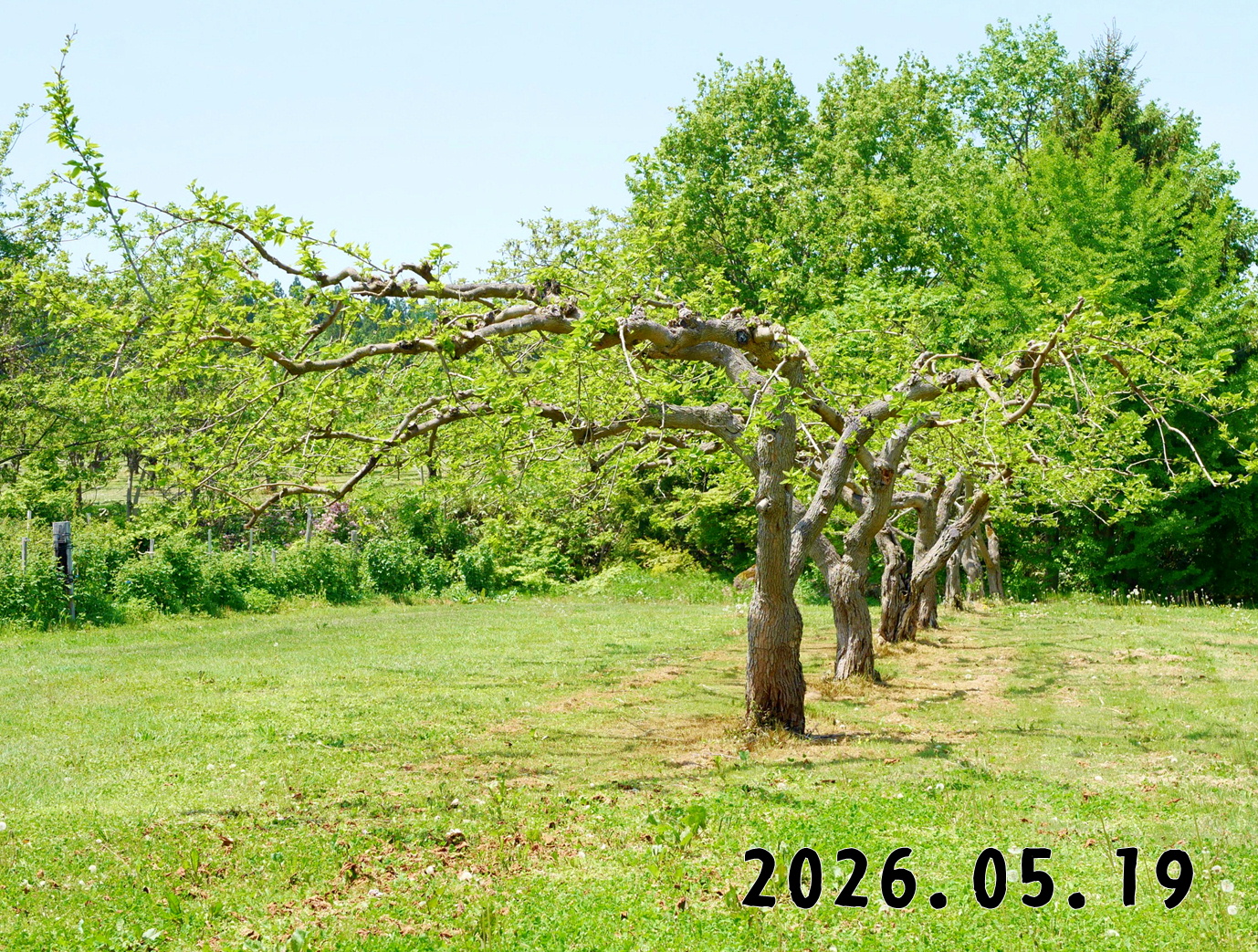 森の中の果樹園の桑の実