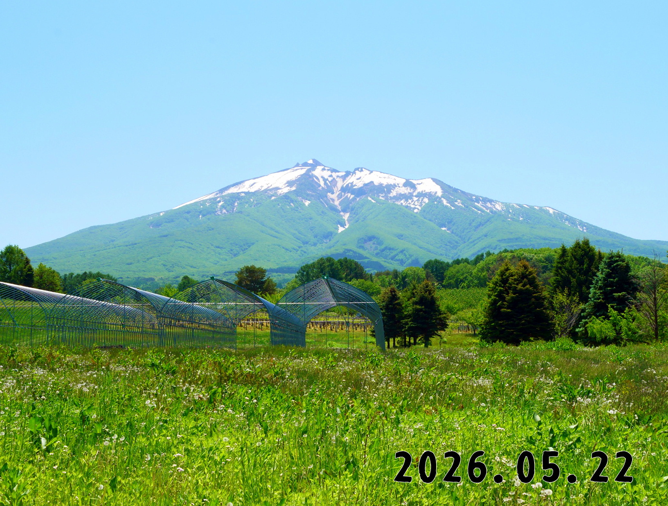 森の中の果樹園のくだもの狩り