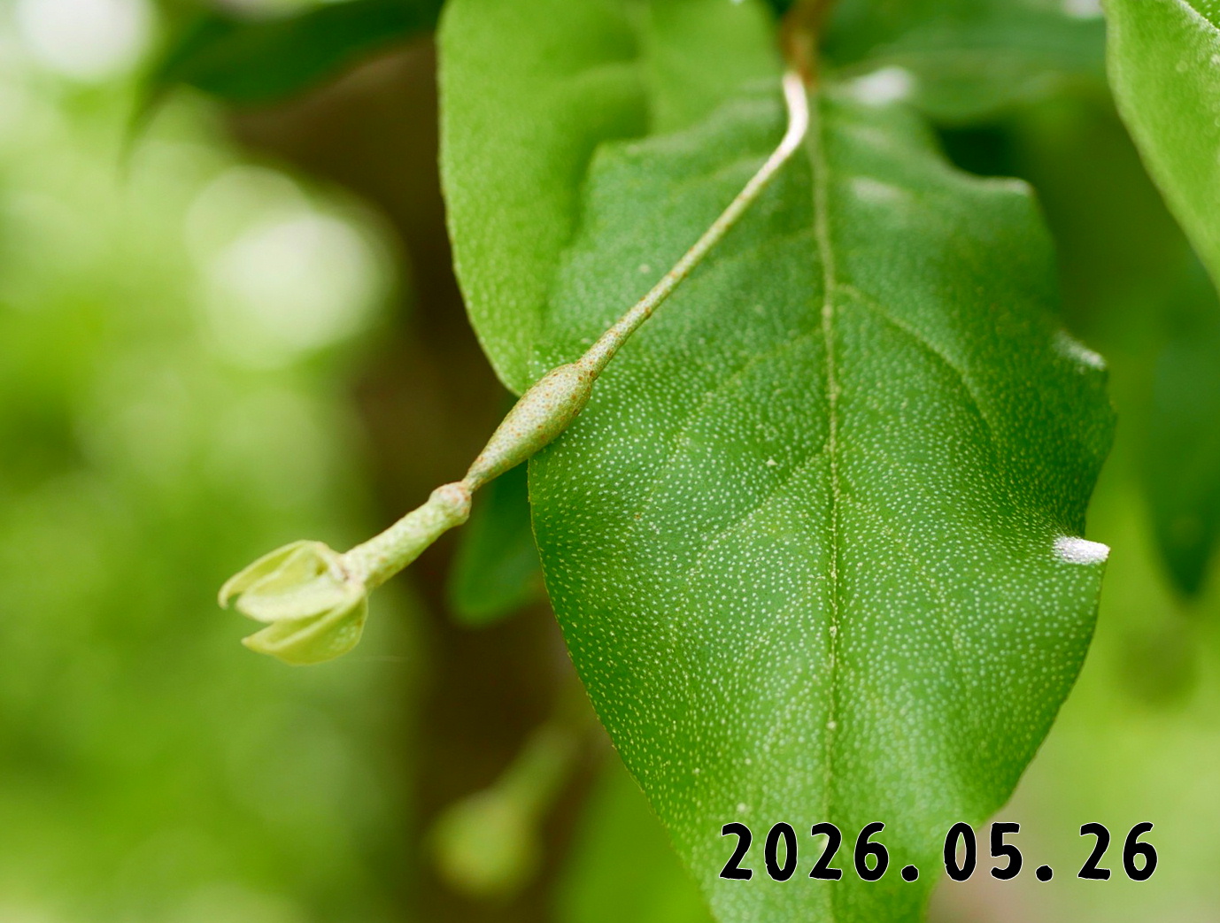 森の中の果樹園のグミ