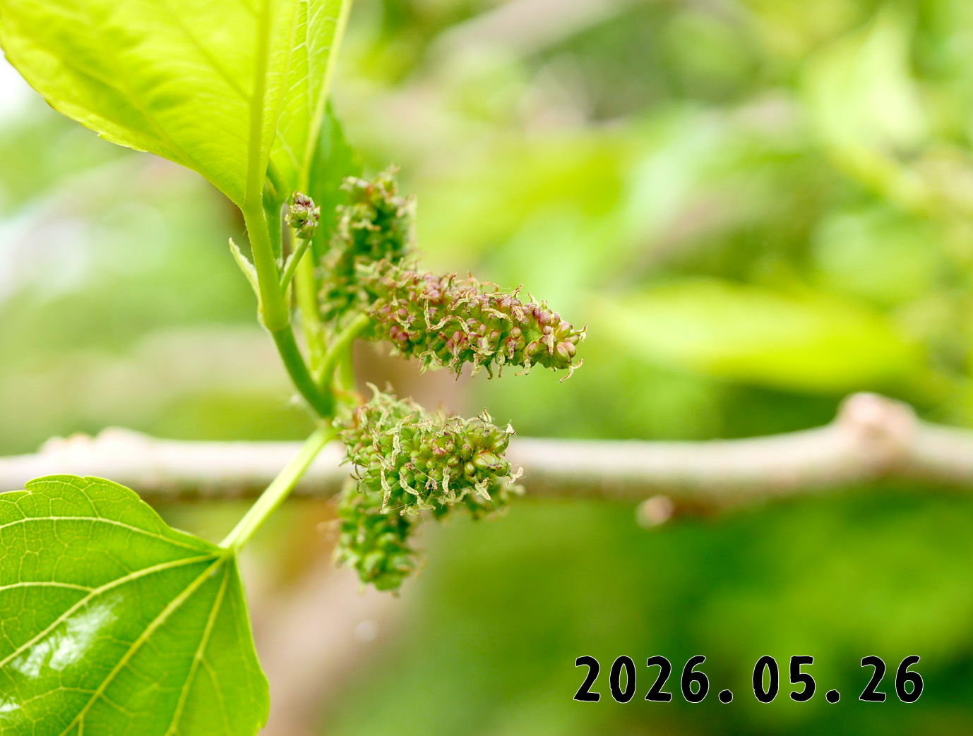 森の中の果樹園の桑の実
