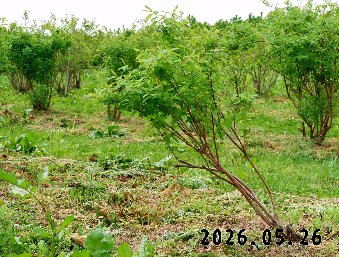 森の中の果樹園のハスカップ
