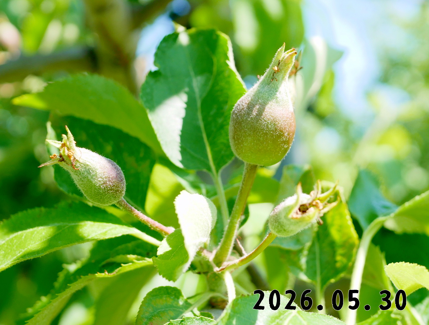 森の中の果樹園のリンゴ