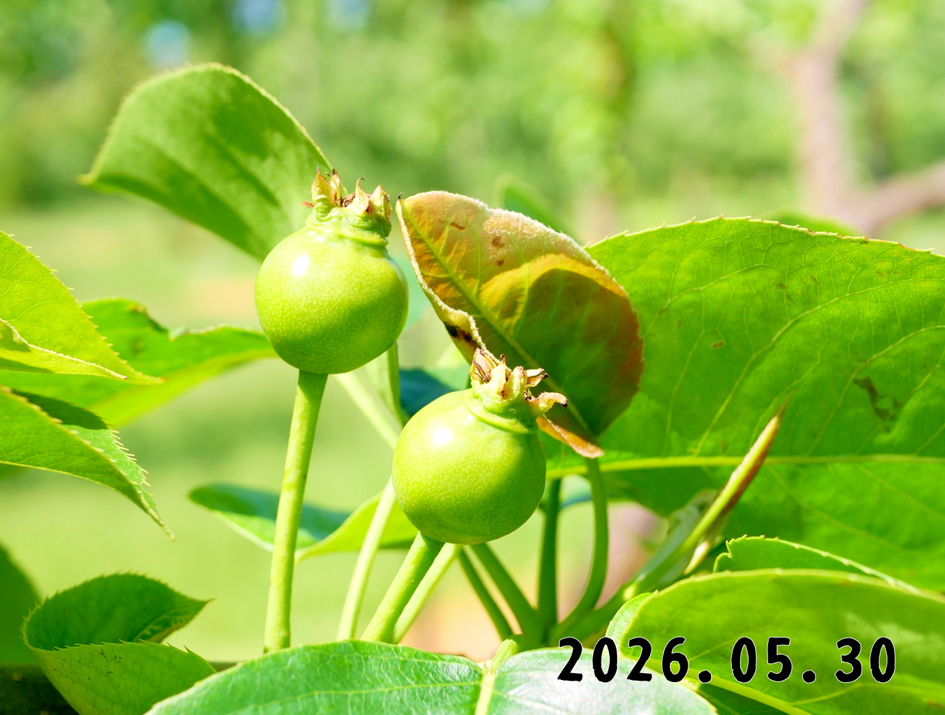森の中の果樹園のナシ