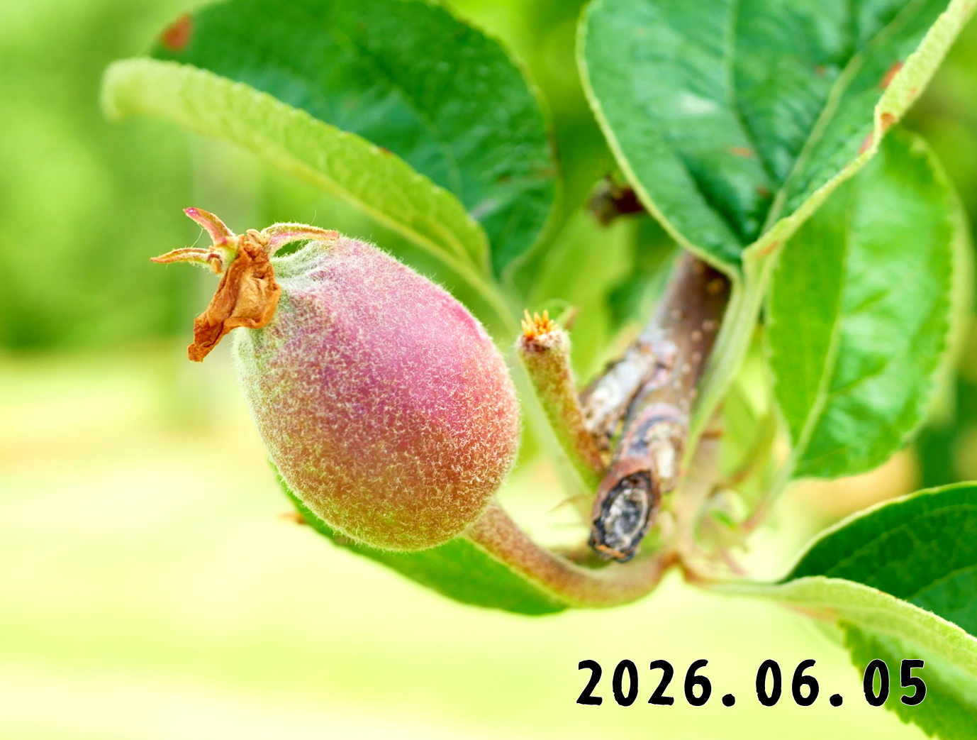森の中の果樹園のリンゴ