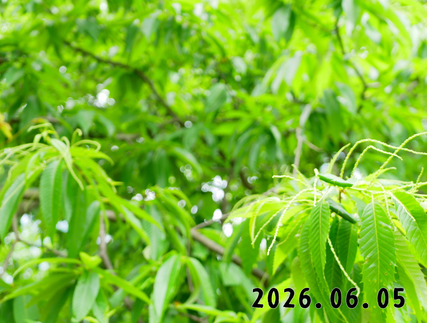 森の中の果樹園のクリ