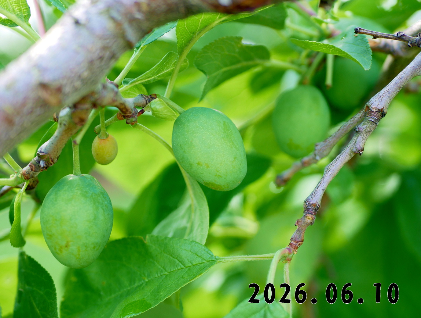 森の中の果樹園のプルーン