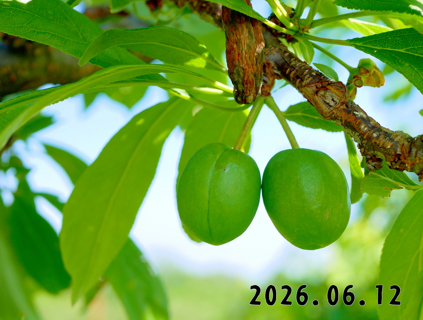 森の中の果樹園のプラム