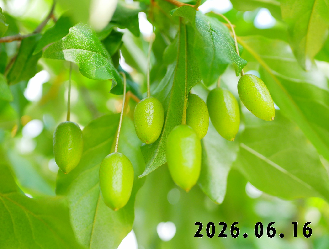 森の中の果樹園のグミ