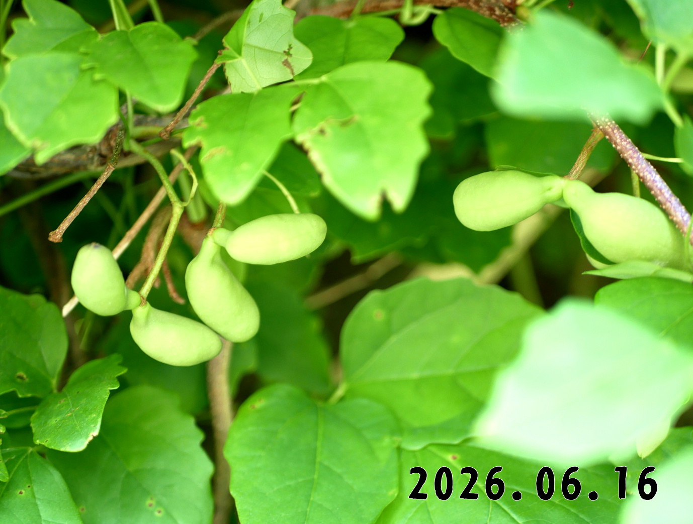 森の中の果樹園のアケビ