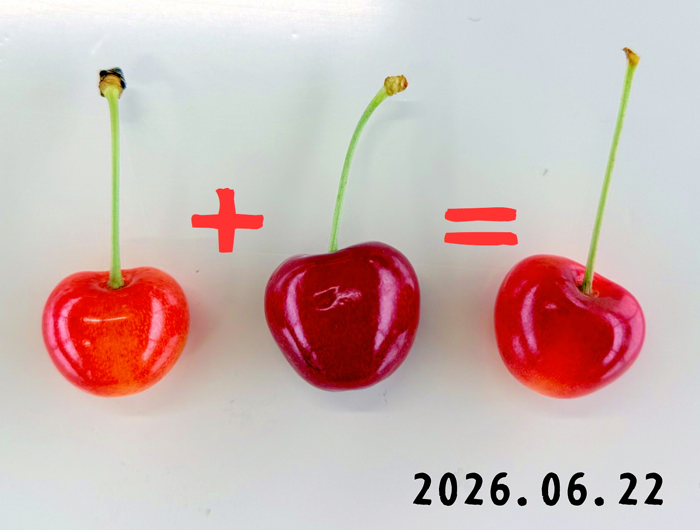 森の中の果樹園のさくらんぼ
