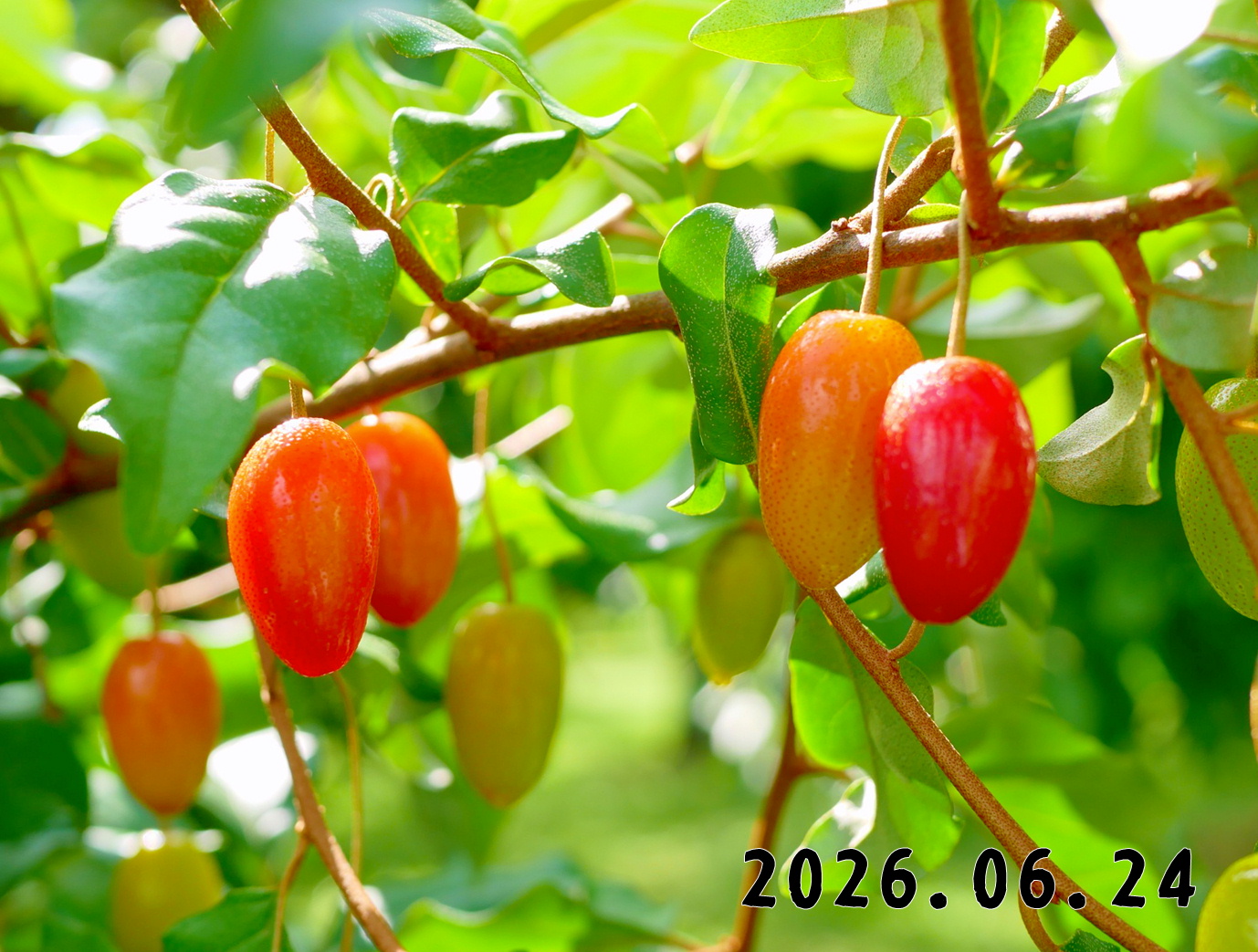 森の中の果樹園のグミ