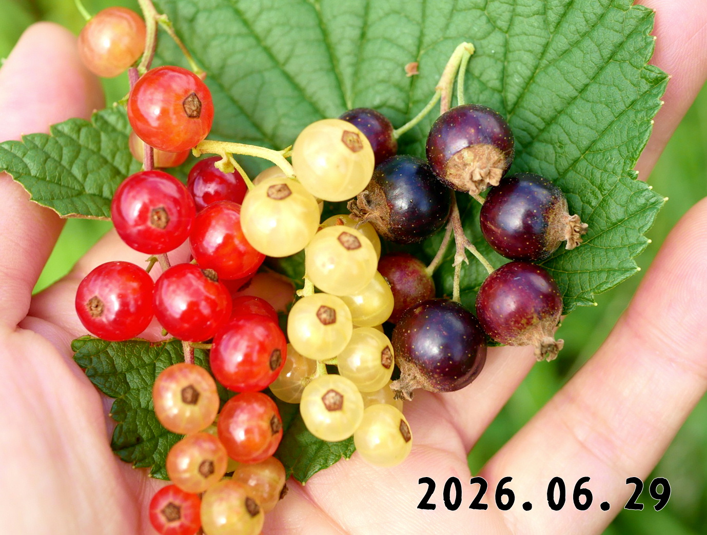 森の中の果樹園のすぐり