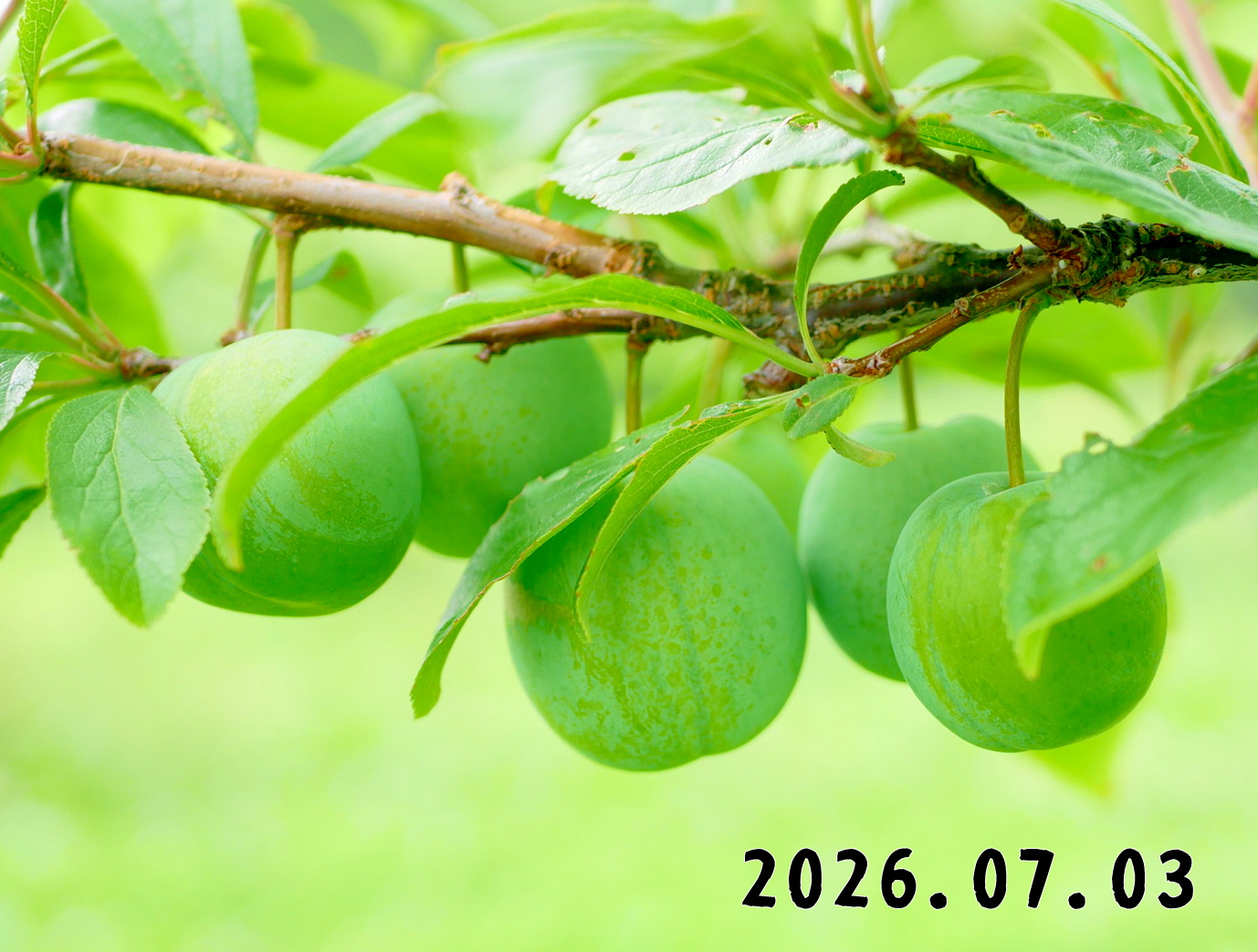 森の中の果樹園のプラム