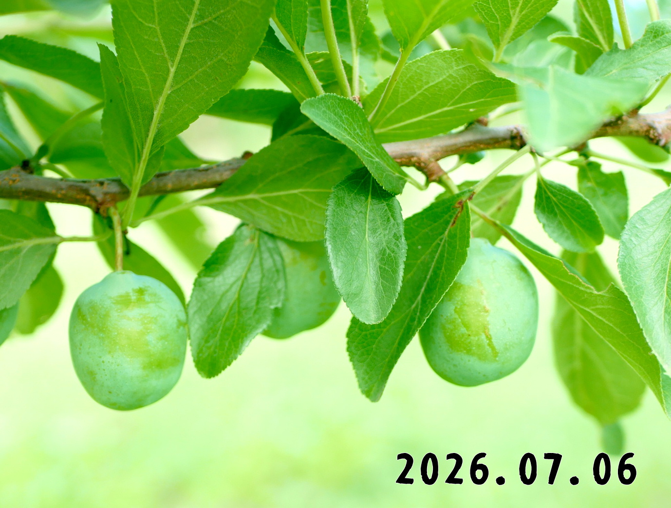 森の中の果樹園のプルーン