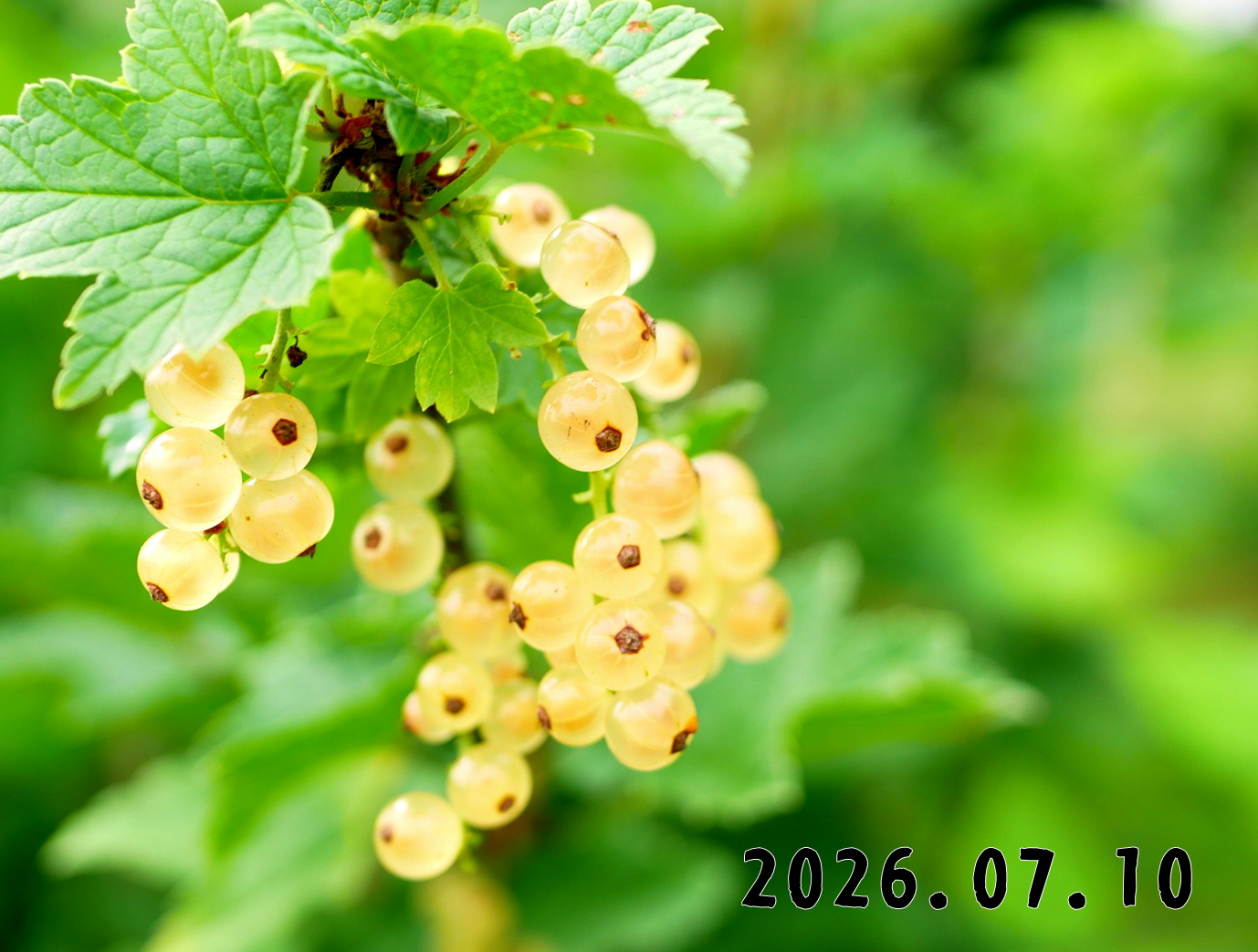 森の中の果樹園のすぐり