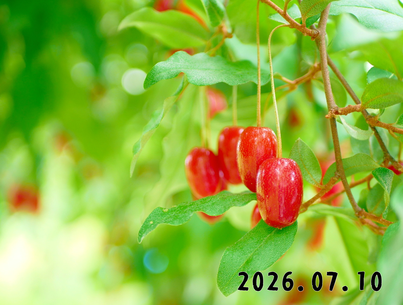 森の中の果樹園のグミ
