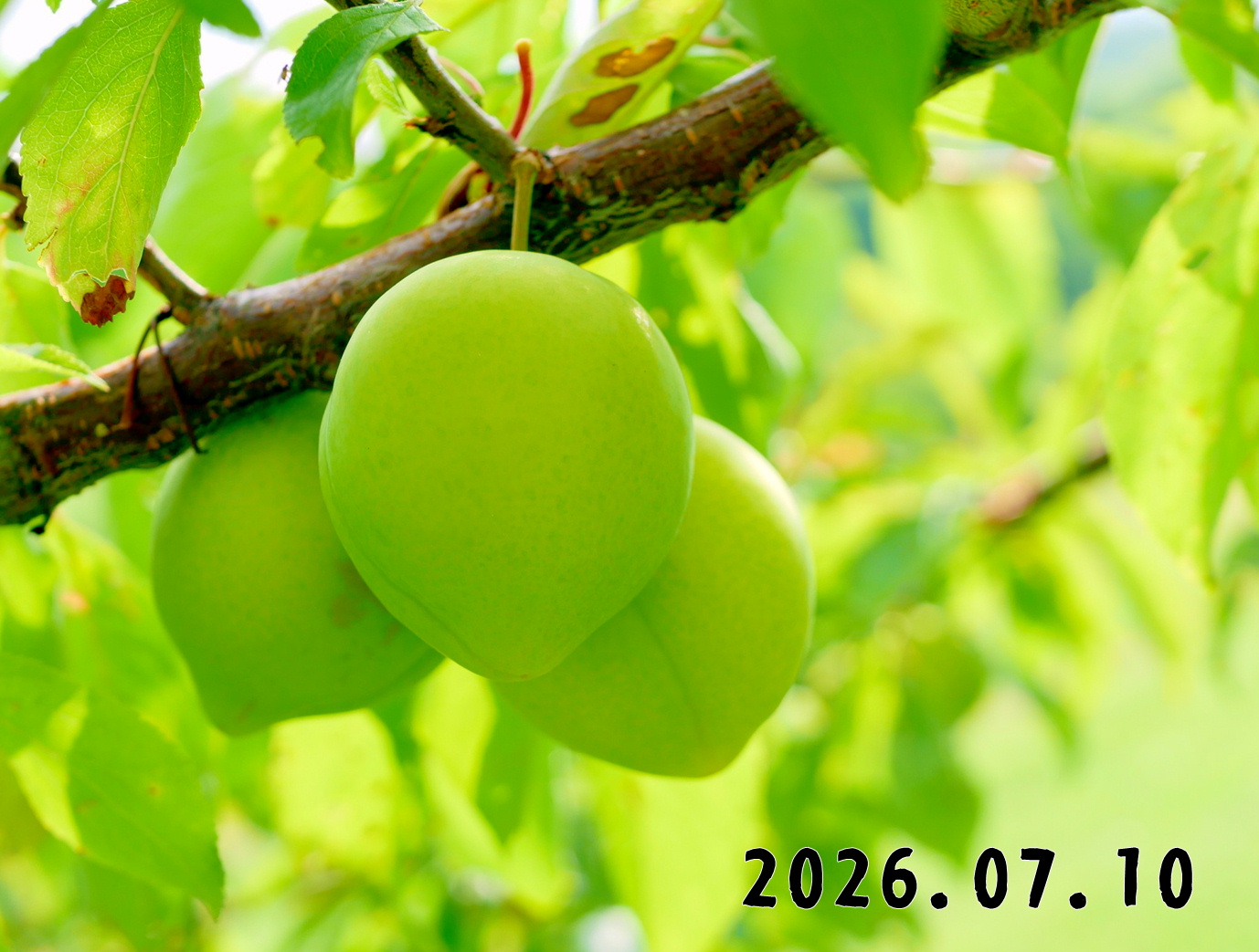 森の中の果樹園のプラム
