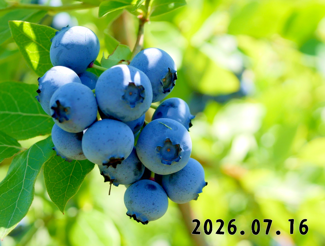 森の中の果樹園のブルーベリー