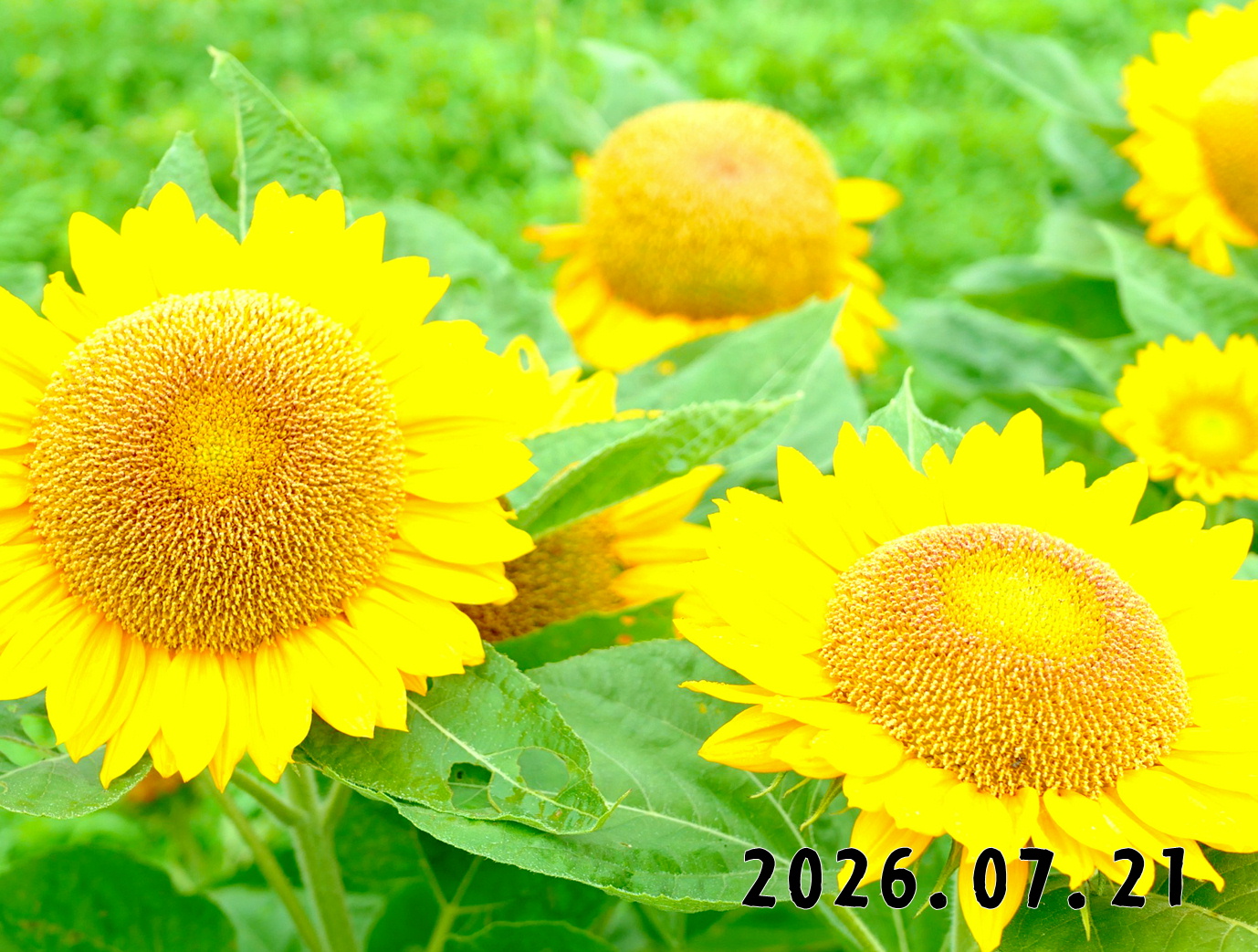 森の中の果樹園のくだもの狩り