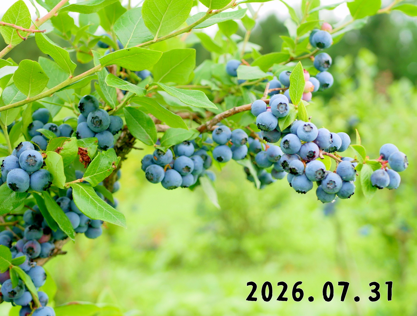 森の中の果樹園のブルーベリー