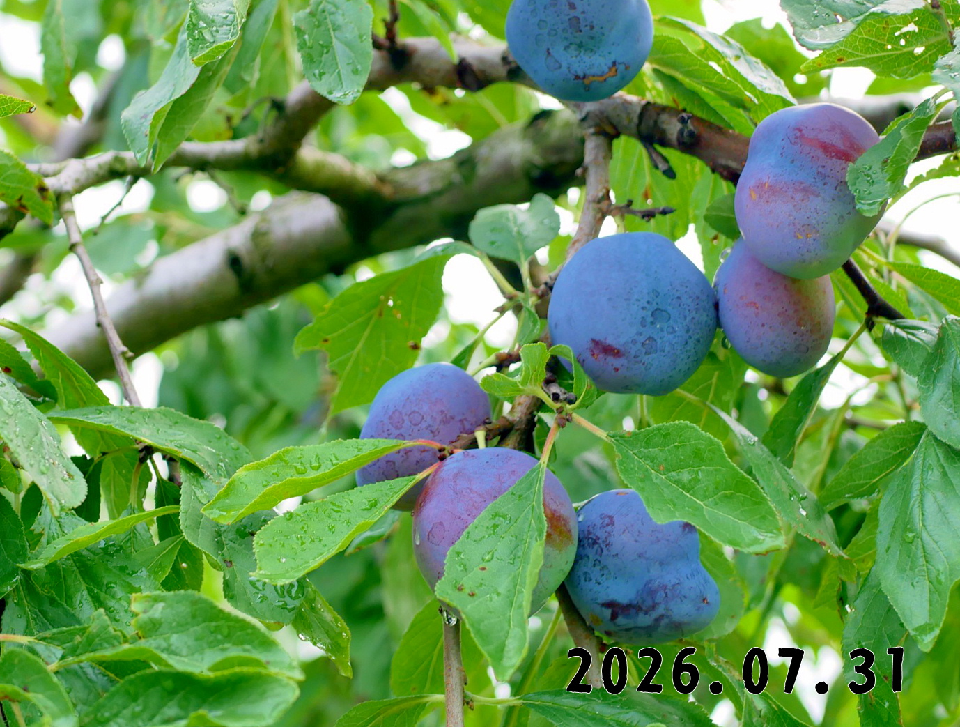 森の中の果樹園のプルーン