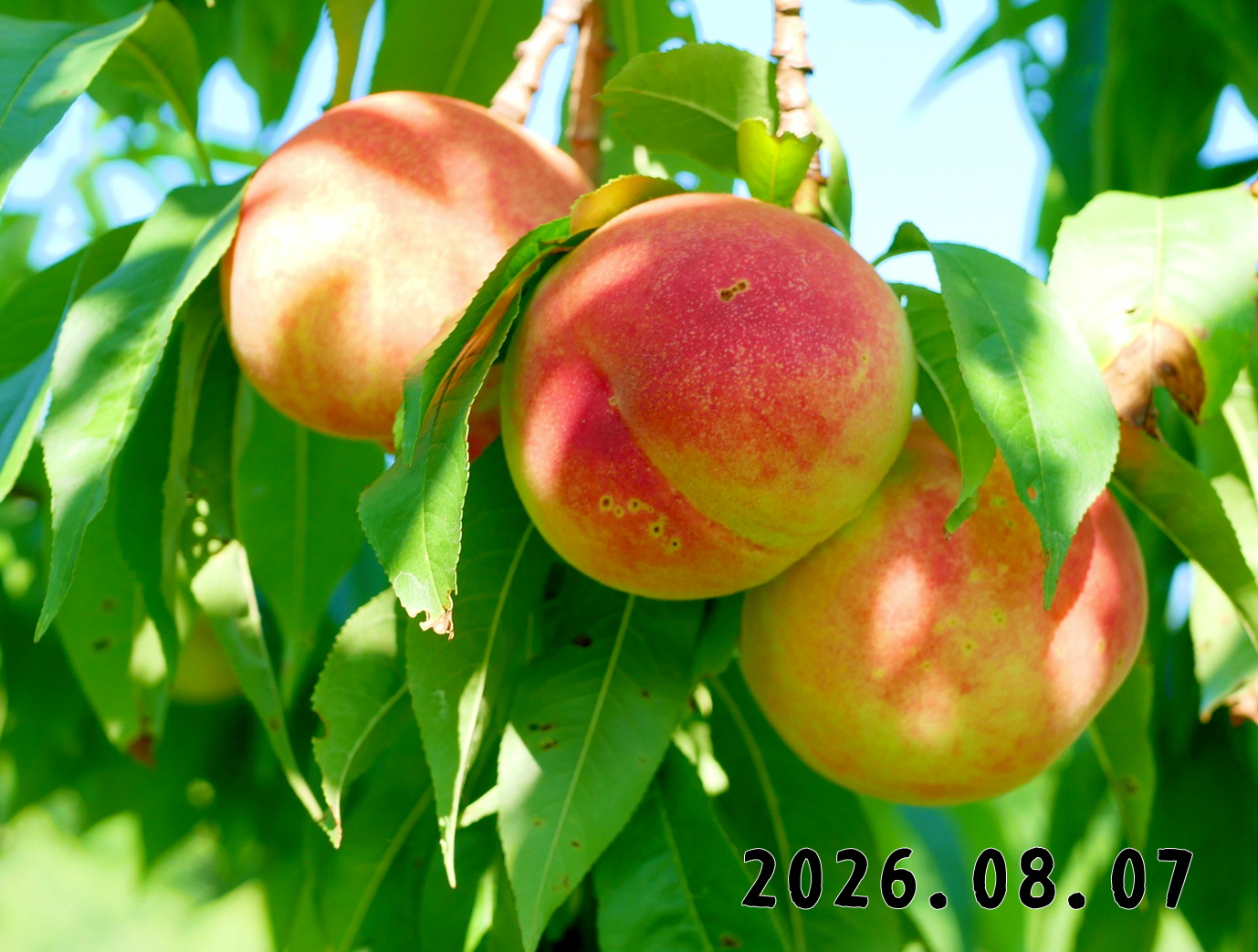 森の中の果樹園のモモ