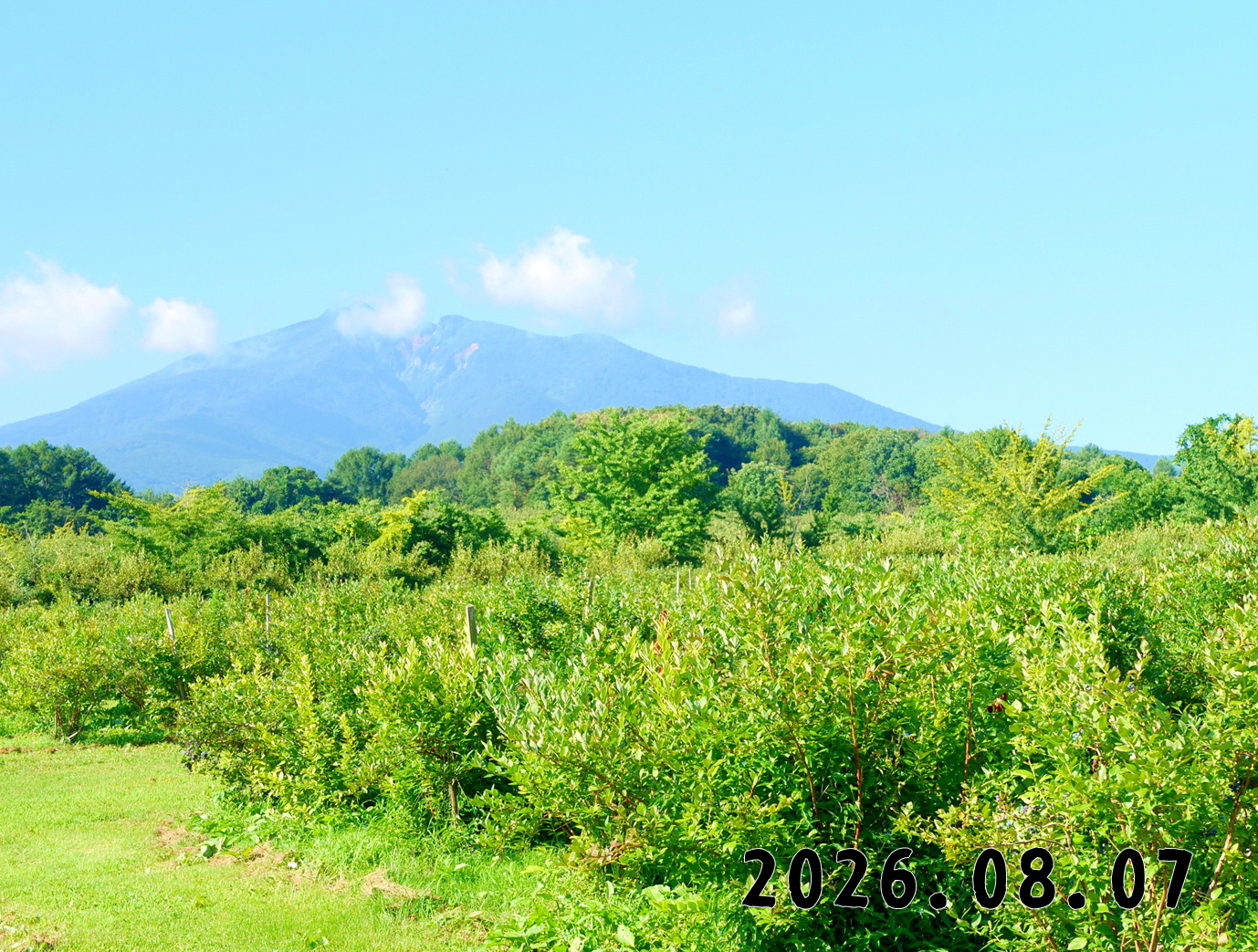 森の中の果樹園のブルーベリー