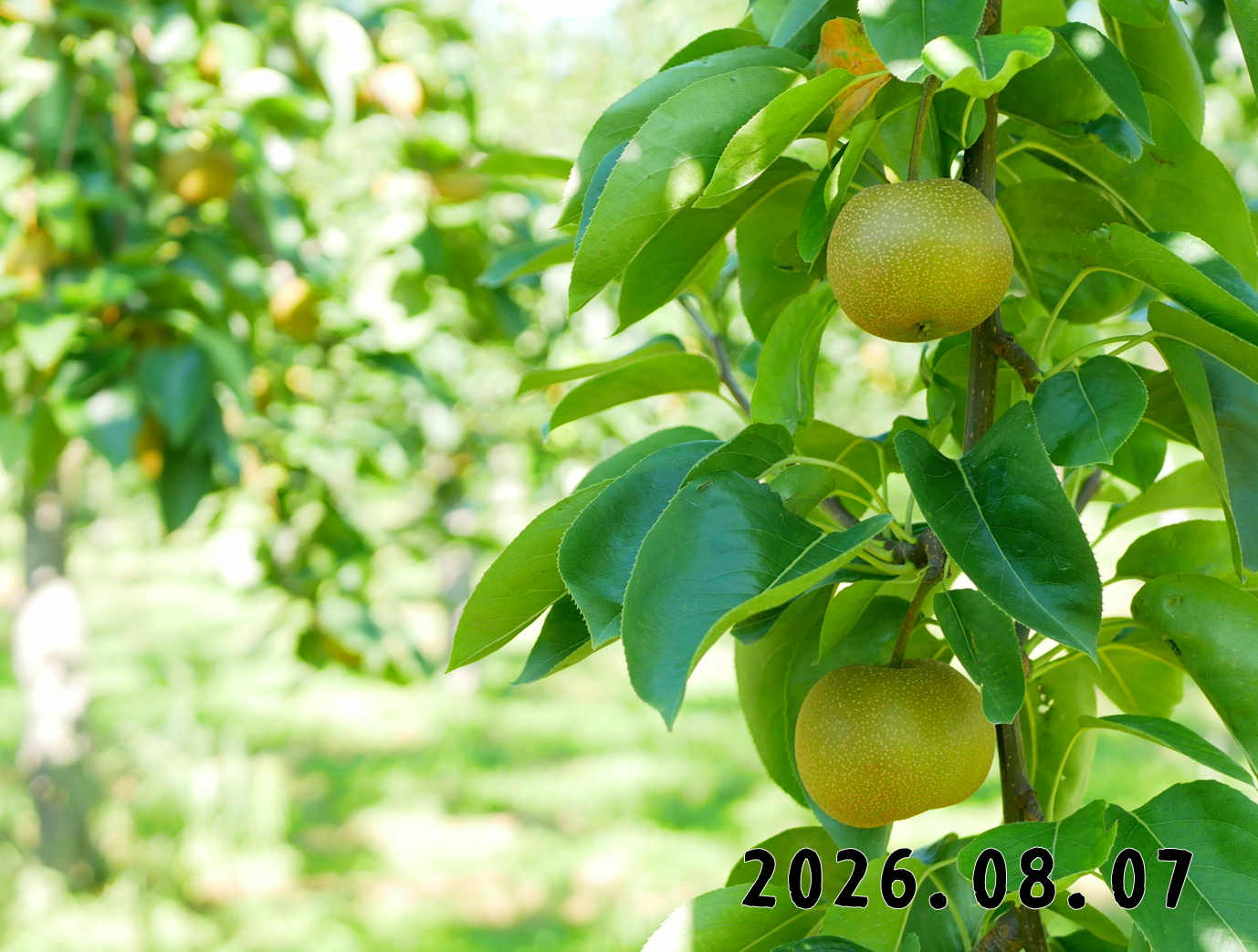 森の中の果樹園のナシ