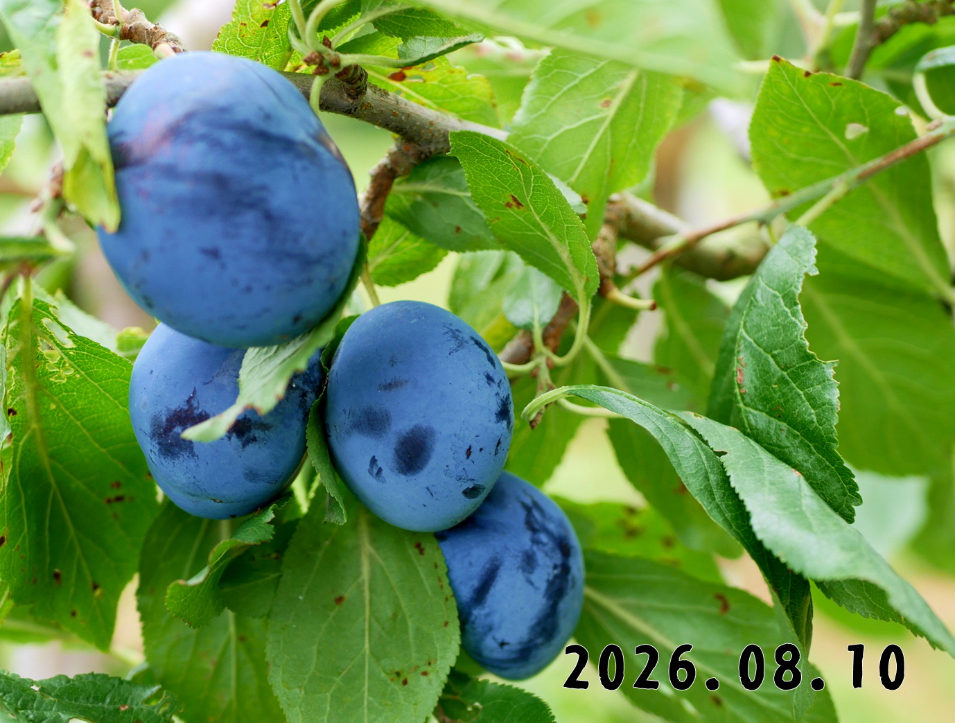 森の中の果樹園のプルーン