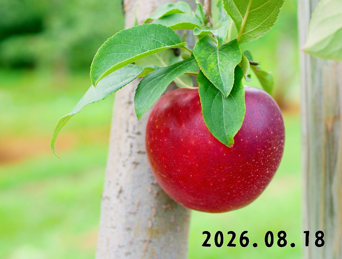 森の中の果樹園のリンゴ