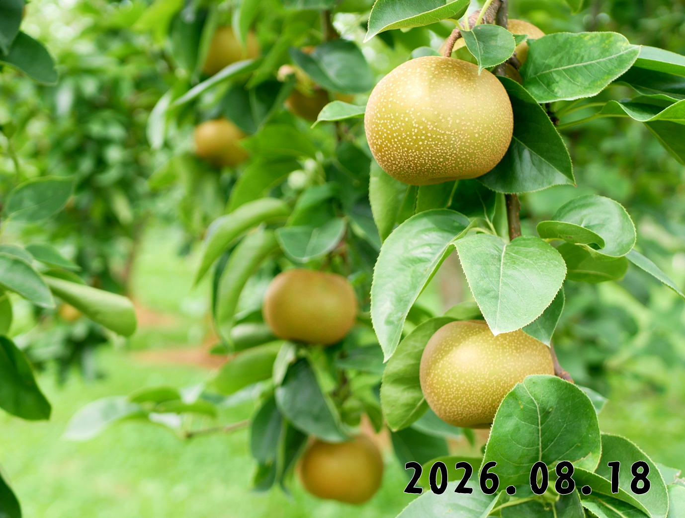 森の中の果樹園のナシ