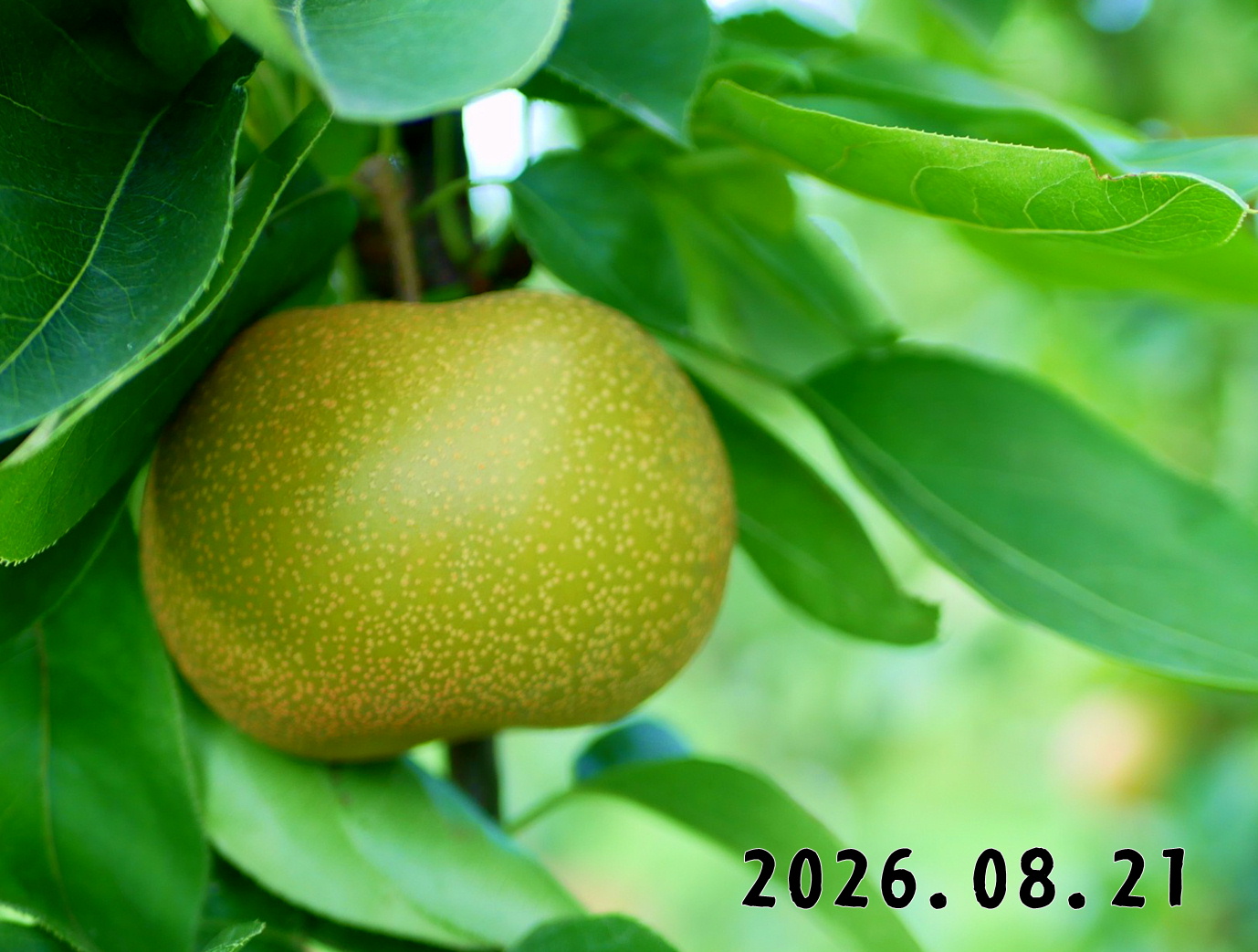 森の中の果樹園のナシ