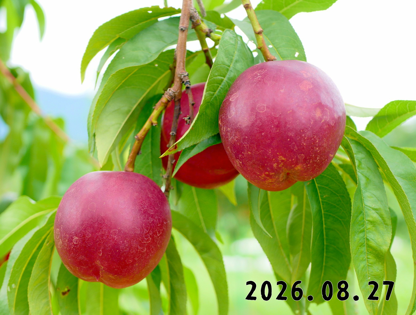 森の中の果樹園のモモ